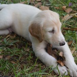Boy 5 - Cream male Afghan Hound puppy in Cape Coral, Florida from Qadim Afghan Hounds