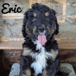 Eric - Tri-color male Bernedoodle puppy in Lancaster, Minnesota from Richardville Hunde