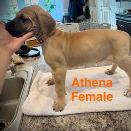 Athena - Fawn female Great Dane puppy in Aldie, Virginia from High Point Mountain Danes