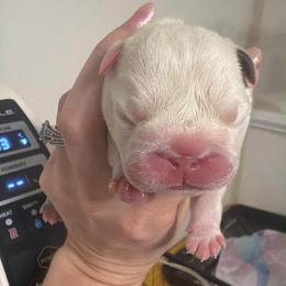 Ghost - White male Bulldog puppy in Aiken, South Carolina from Hayzlett Family English Bulldogs