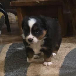 Jar Jar Binks - Black tri male Miniature American Shepherd puppy in Vancouver, Washington from BonDrew's Miniature American Shepherds