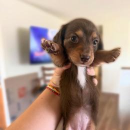 Girl 1 - Chocolate and tan female Dachshund puppy in Montrose, Colorado from Dachshund Delights Co