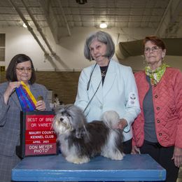 Spirit - Havanese
