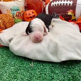 Jingle - Black and white male Sheepadoodle puppy in Willacoochee, Georgia from Kitandkboodle's Doodles