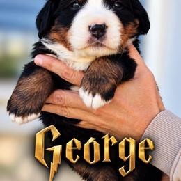 George - Black rust and white male Bernese Mountain Dog puppy in Paradise Valley, Nevada from Bayles Berners
