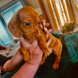 Asher - Dapple male Dachshund puppy in Fontana, California from DOXI.E.
