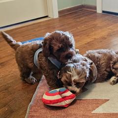 Cavalier King Charles Spaniel and Cavapoo Puppies from Puppyloversplace