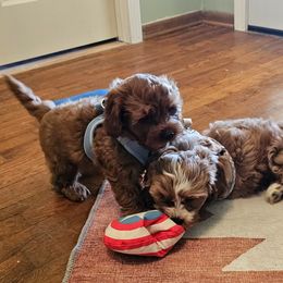 Cavalier King Charles Spaniel and Cavapoo Puppies from Puppyloversplace