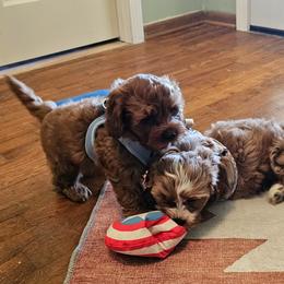 Cavalier King Charles Spaniel and Cavapoo Puppies from Puppyloversplace