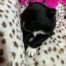 Pomeranian Puppies from Mac Daddy Poms
