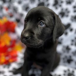Dilute Retriever and Labrador Retriever Puppies from Winter Creek Labradors