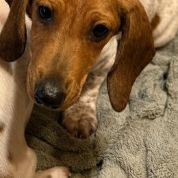 Karma - Dachshund