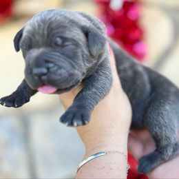 Spanky-yellow - Brindle male Companion Cross puppy in Calimesa, California from BoujeePoodlesofsocal