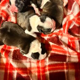 Boston Terrier puppies from 3B Kennels-Beth’s Best Boston’s