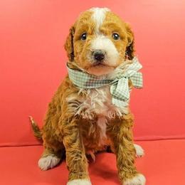 Kristoph - Tri-color male Bernedoodle puppy in Russell Springs, Kentucky from 270 Doodles