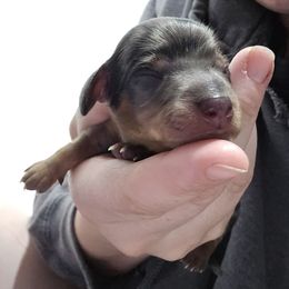 Dapple - Dapple male Dachshund puppy in Fulton, Missouri from New Hope Dachshund Puppies