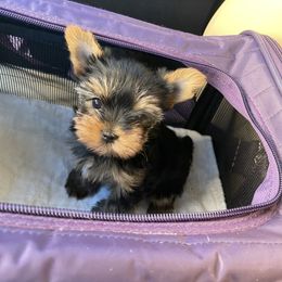 Yorkshire Terrier Puppies from Empress Kiss Yorkies