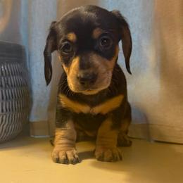 Brodie - Black and tan male Dachshund puppy in Coopersburg, Pennsylvania from Barks and Burrows