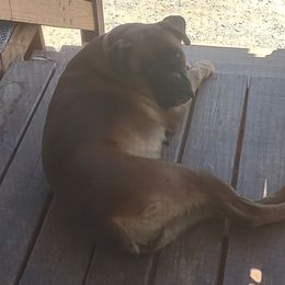 Zoey - Boxer