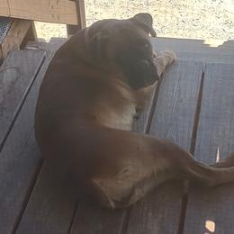 Zoey - Boxer
