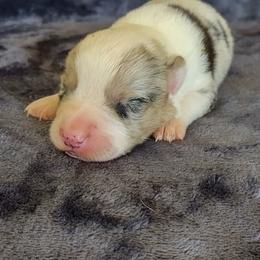 Boy 2 blue  eyes - Blue merle and white male Cardigan Welsh Corgi puppy in Huntington Beach, California from Lucky Puppies
