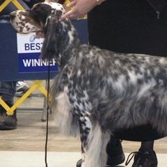 English Setters from Blu'Star English Setters