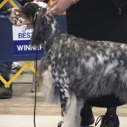 English Setters from Blu'Star English Setters
