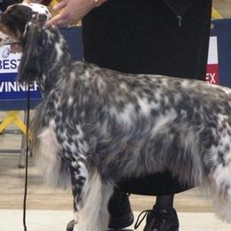 English Setters from Blu'Star English Setters