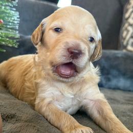Bailey - Apricot female Goldendoodle puppy in Maricopa, Arizona from AZ Designer Goldendoodles