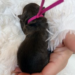 Ms Hot Pink - Sable female Aussiedoodle puppy in Georgetown, Texas from Mc Doodles of Texas LLC