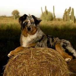 Token - Australian Shepherd
