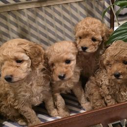 Poodles from Ember Hills Poodles