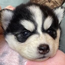 Ranger - Black and white male Pomsky puppy in Diamond Lake, Washington from Husky Haven WA