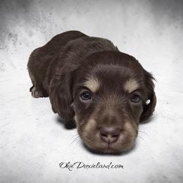 Weston - Chocolate and cream male Dachshund puppy in Oklahoma City, Oklahoma from OkieDoxieland Dachshunds