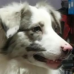 Johnny - Australian Shepherd