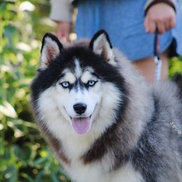 Lilac - Siberian Husky
