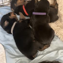 Rottweiler Puppies from Von Ratermann Rottweilers