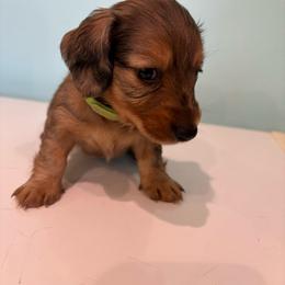 Bulbasaur - Dapple female Dachshund puppy in Edmond, Oklahoma from Okie Puppies