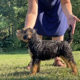 Airedale Terrier Puppies from Seaquest Airedales