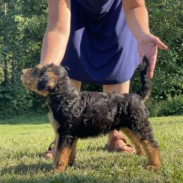 Airedale Terrier Puppies from Seaquest Airedales