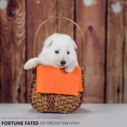 Orange collar - White female Berger Blanc Suisse puppy in Chestnut, Illinois from Fireside Fernweh