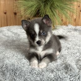 Pomsky Puppies from Ritzy Puppies