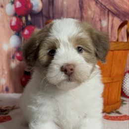 Kalani - Chocolate male Havanese puppy in Clermont, Florida from Country Sweet Havanese and Creative Coaching