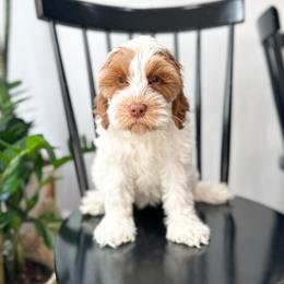 Cupid - Red Australian Labradoodle puppy in Palmdale, California from Doodles_Ko