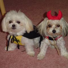 Mi-Kis from Litelltoi Mi-ki