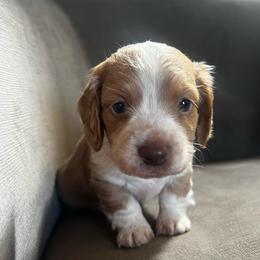Summer - Red female Dachshund puppy in Highland, California from BAES Teufelshunde