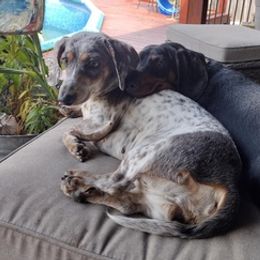 Dachshunds from Brights Wagging Tails