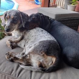 Dachshunds from Brights Wagging Tails