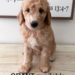Goldendoodle Puppies from Stringer's Goldendoodles