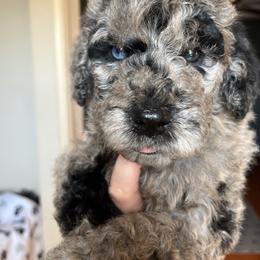 Labradoodles from The Lovadoodles of Texas